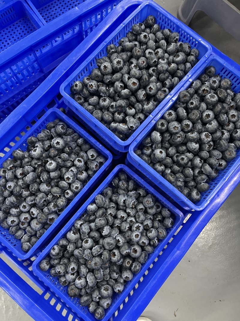 云南花香蓝莓L25基地直供蓝莓一件代发