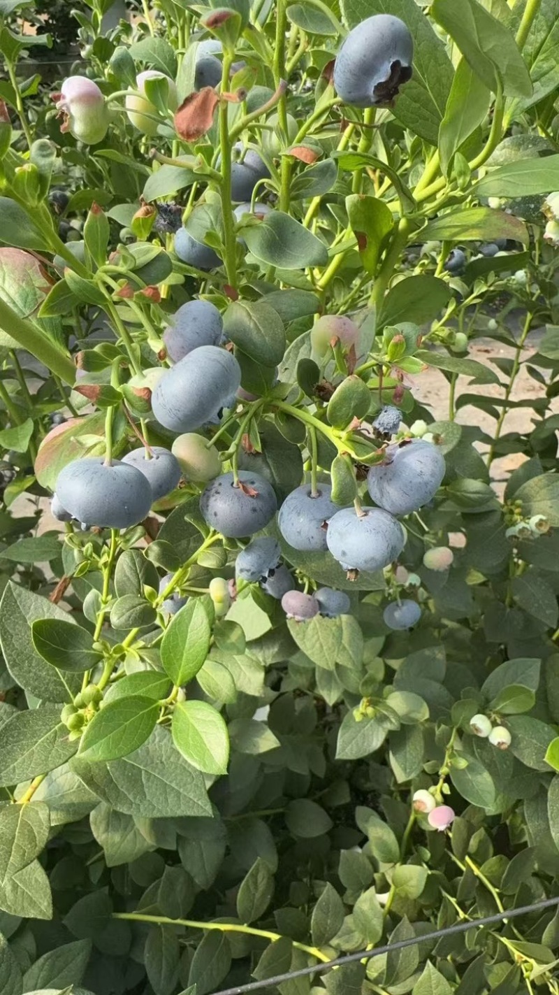 云南花香蓝莓L25基地直供蓝莓一件代发