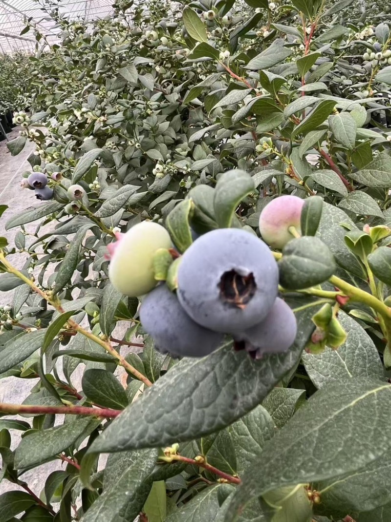 云南花香蓝莓L25基地直供蓝莓一件代发