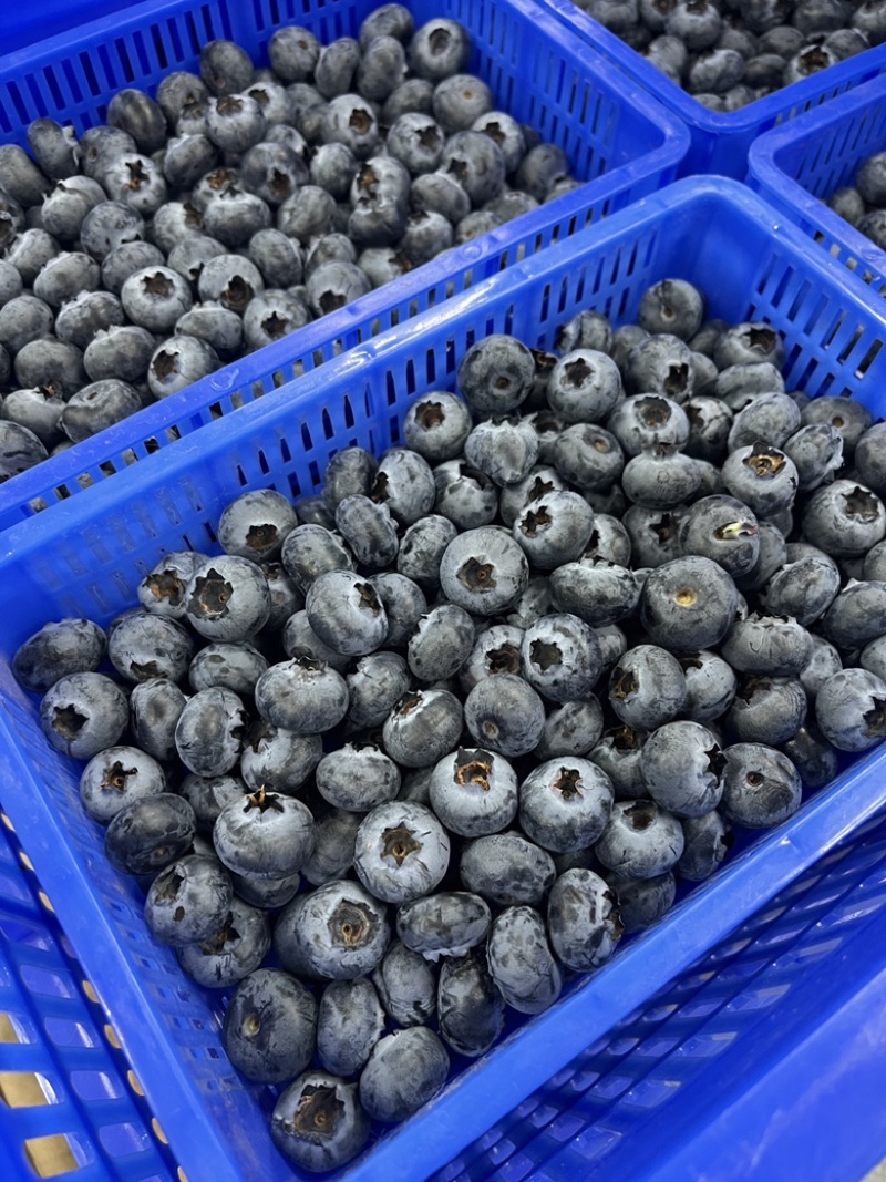 云南花香蓝莓L25基地直供蓝莓一件代发