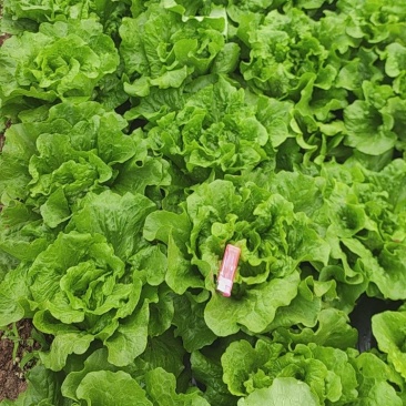 生菜