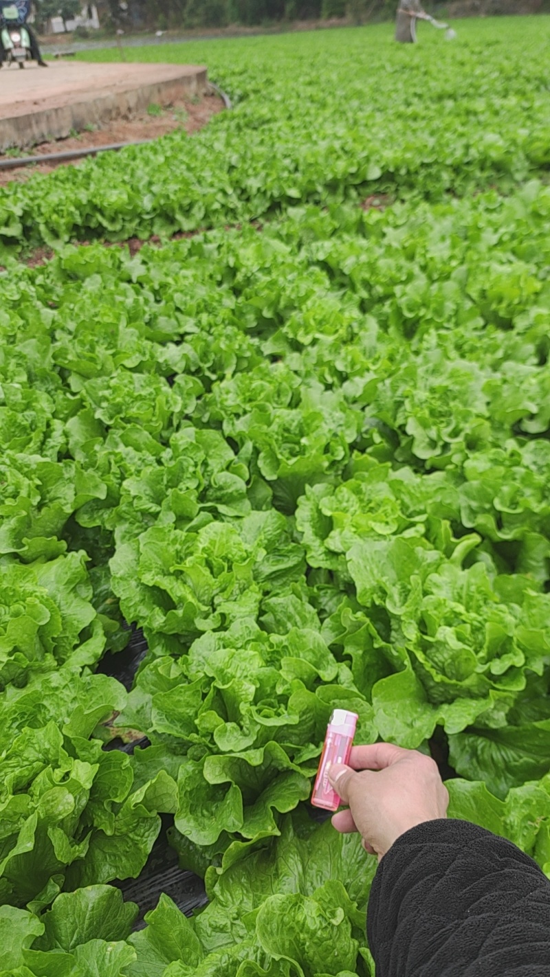 生菜