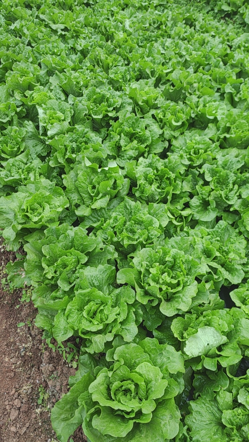 生菜