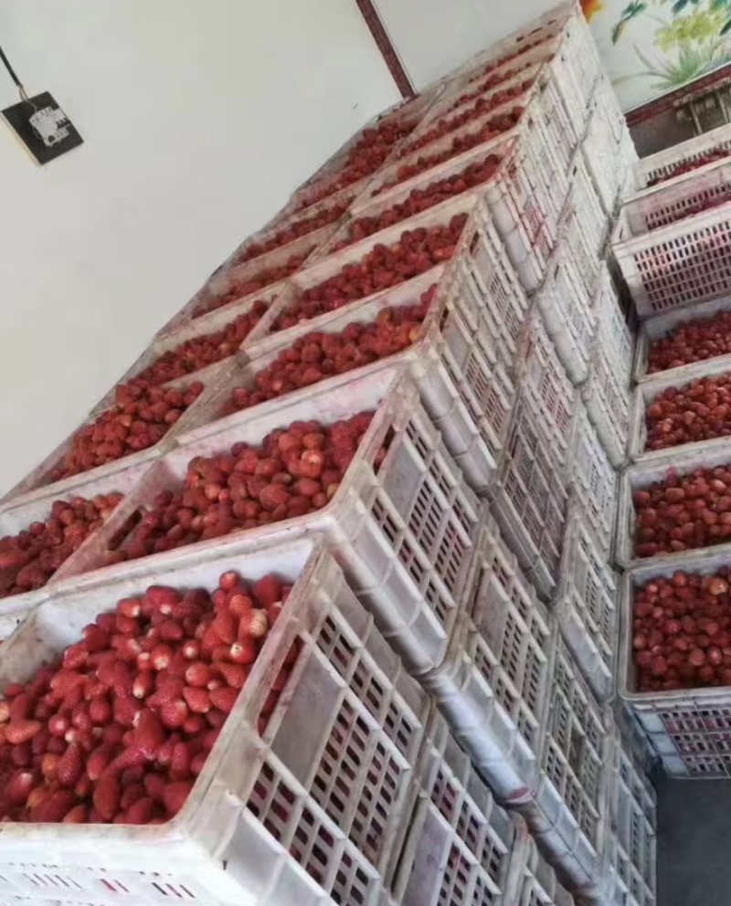 冷冻草莓品质好口感棒支持全国发货欢迎来电