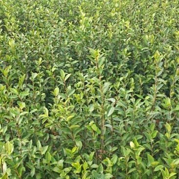 实生油茶小杯苗，量大价优，产地直发，保质保量，欢迎咨询