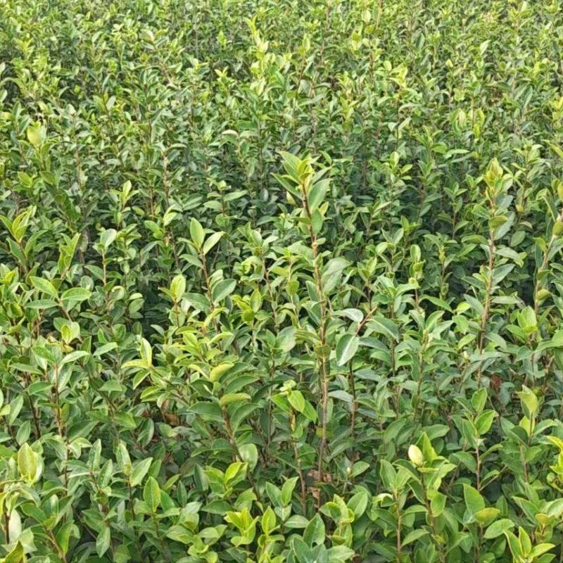 实生油茶小杯苗，量大价优，产地直发，保质保量，欢迎咨询
