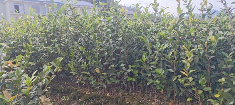实生油茶小杯苗，量大价优，产地直发，保质保量，欢迎咨询