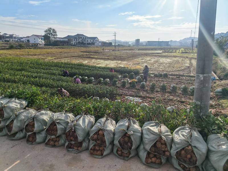 实生油茶小杯苗，量大价优，产地直发，保质保量，欢迎咨询