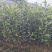 实生油茶小杯苗，量大价优，产地直发，保质保量，欢迎咨询