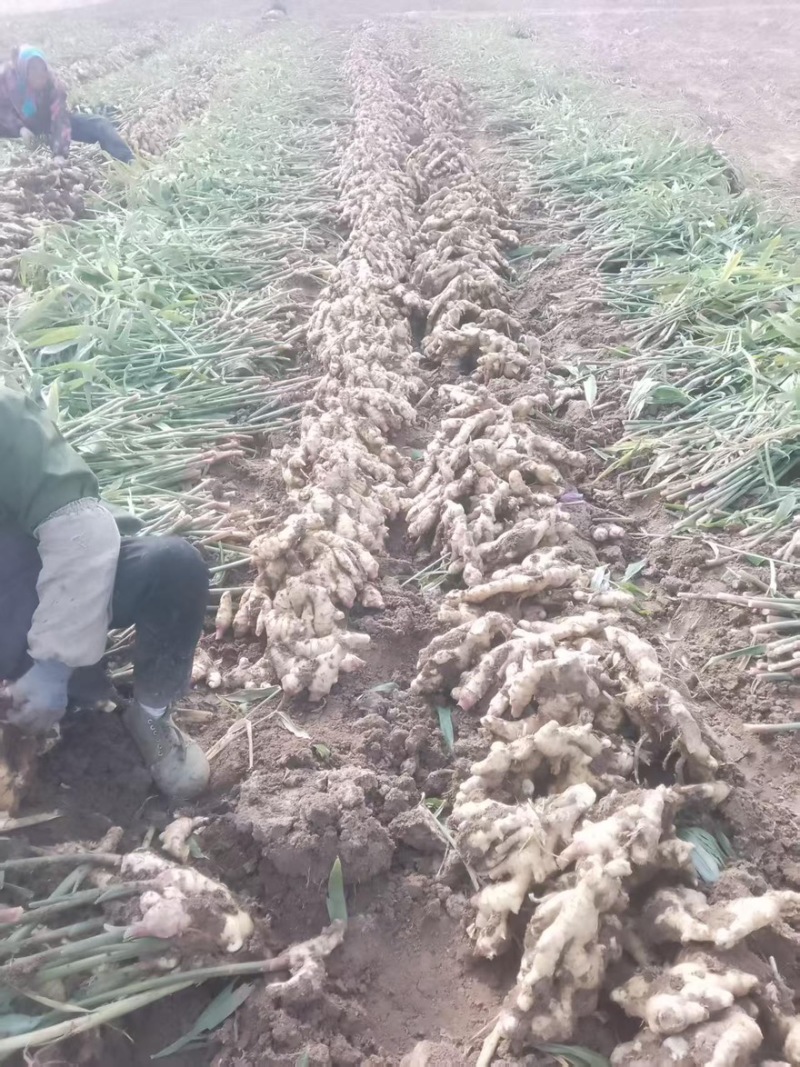 玉黄大姜基地直发量大从优对接各大商超欢迎来电洽谈