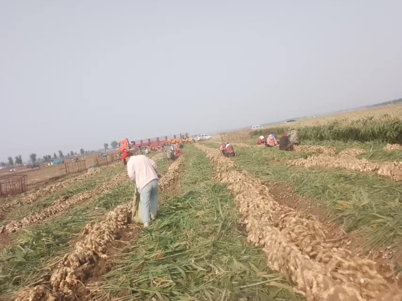 玉黄大姜基地直发量大从优对接各大商超欢迎来电洽谈