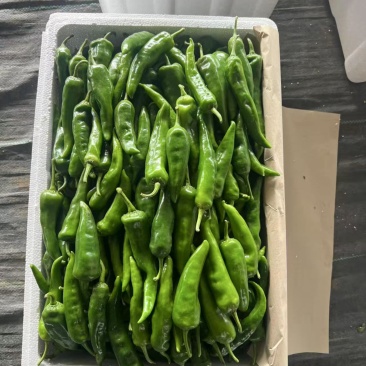 【精品】辣妹子辣椒，山东辣椒，大量现货品质保证全国可发
