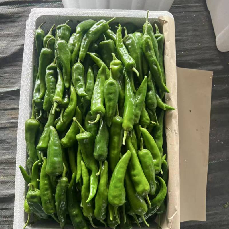 【精品】辣妹子辣椒，山东辣椒，大量现货品质保证全国可发