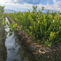 湘林210油茶苗，量大价优，产地直发，保质保量，欢迎咨询