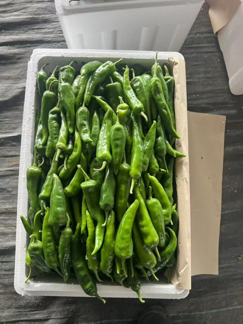【精品】辣妹子辣椒，山东辣椒，大量现货品质保证全国可发