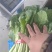 精品小白菜