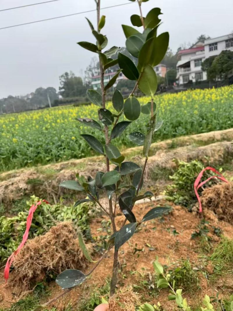 湘林210油茶苗，量大价优，产地直发，保质保量，欢迎咨询