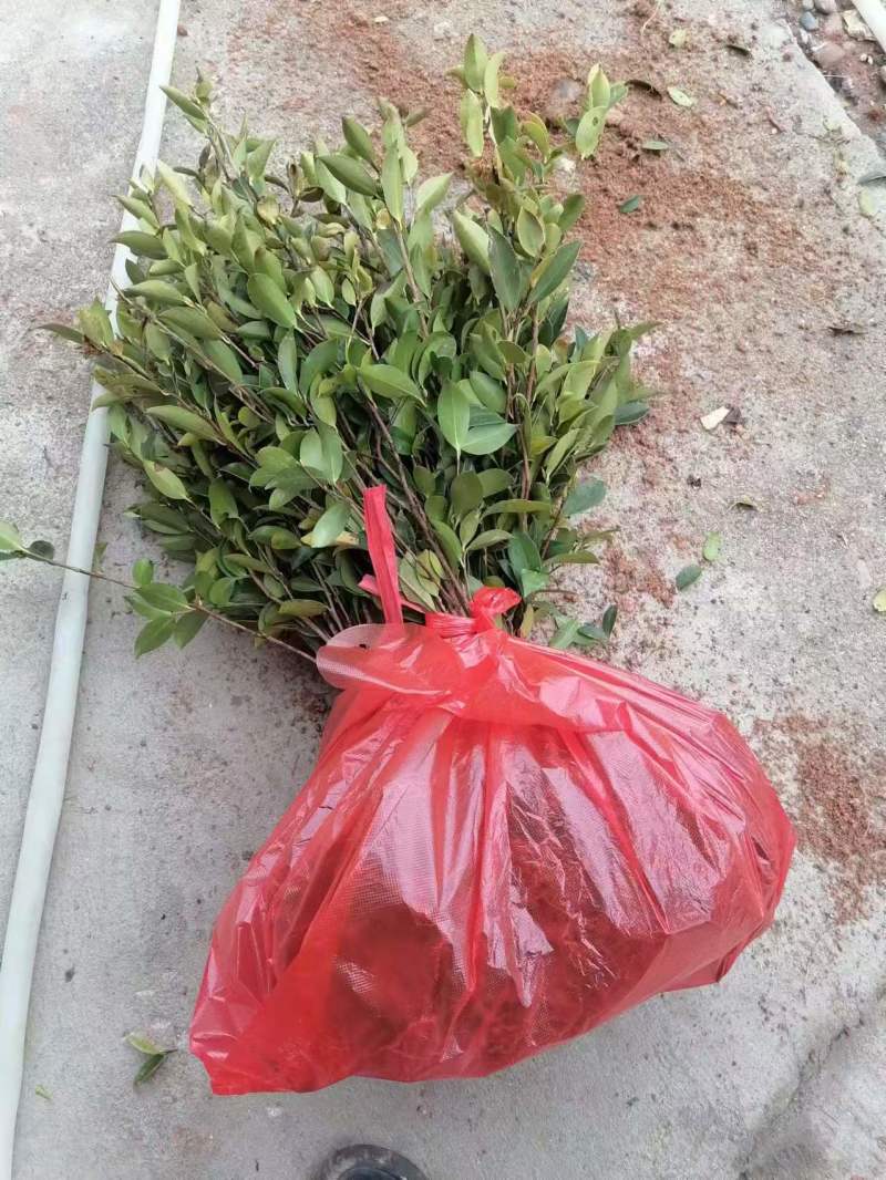 湘林210油茶苗，量大价优，产地直发，保质保量，欢迎咨询