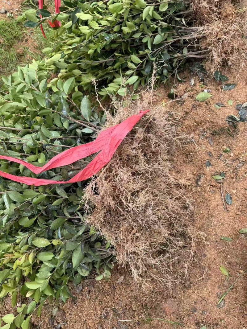 湘林210油茶苗，量大价优，产地直发，保质保量，欢迎咨询