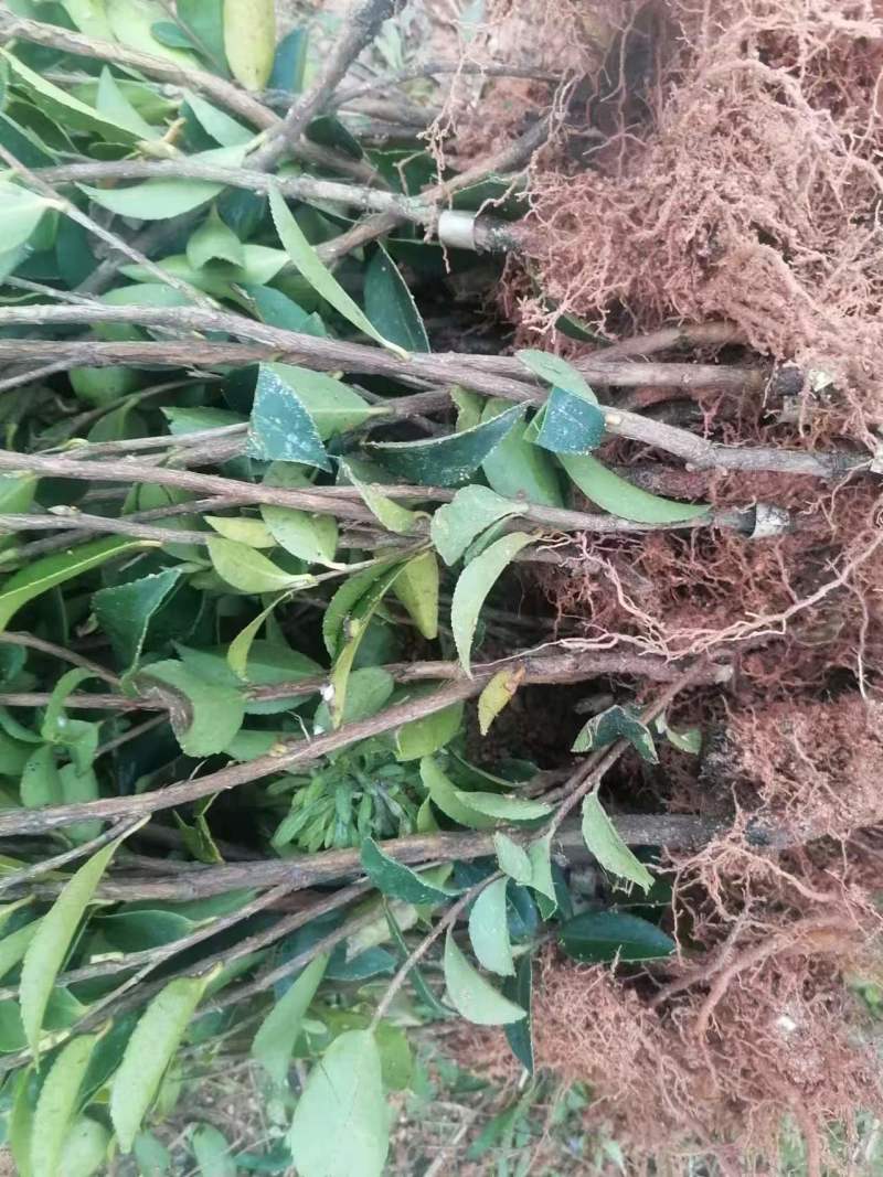 湘林210油茶苗，量大价优，产地直发，保质保量，欢迎咨询