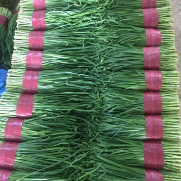 山东潍坊精品大叶韭菜，大量上市品质保证按需包装提供全国