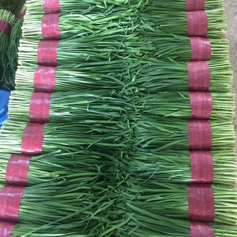 山东潍坊精品大叶韭菜，大量上市品质保证按需包装提供全国