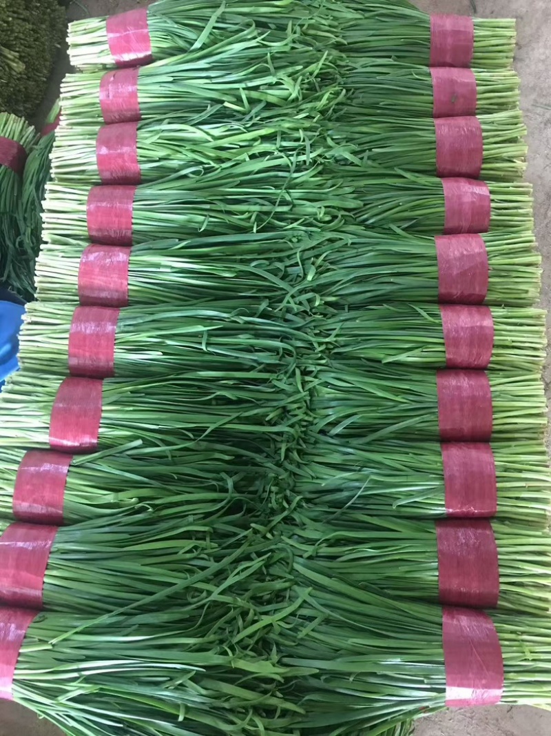 山东潍坊精品大叶韭菜，大量上市品质保证按需包装提供全国