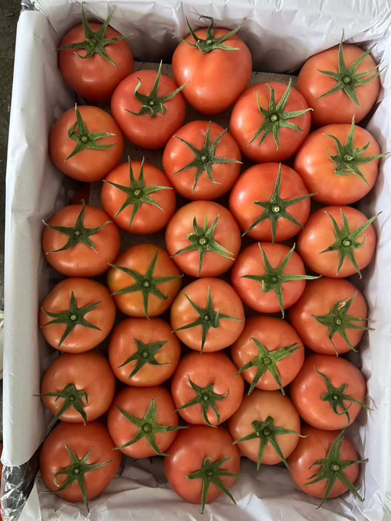 【精品】山东潍坊西红柿，毛粉西红柿，大量供应保质保量可发