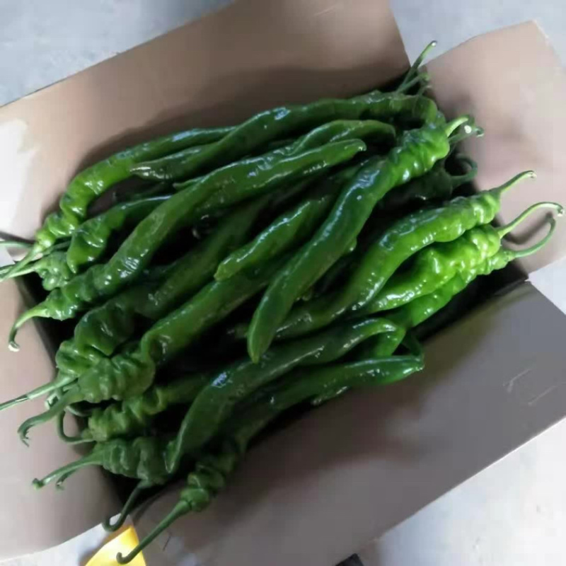 精品龙椒，螺丝椒山东辣椒，大量供应保质保量，可市场商超