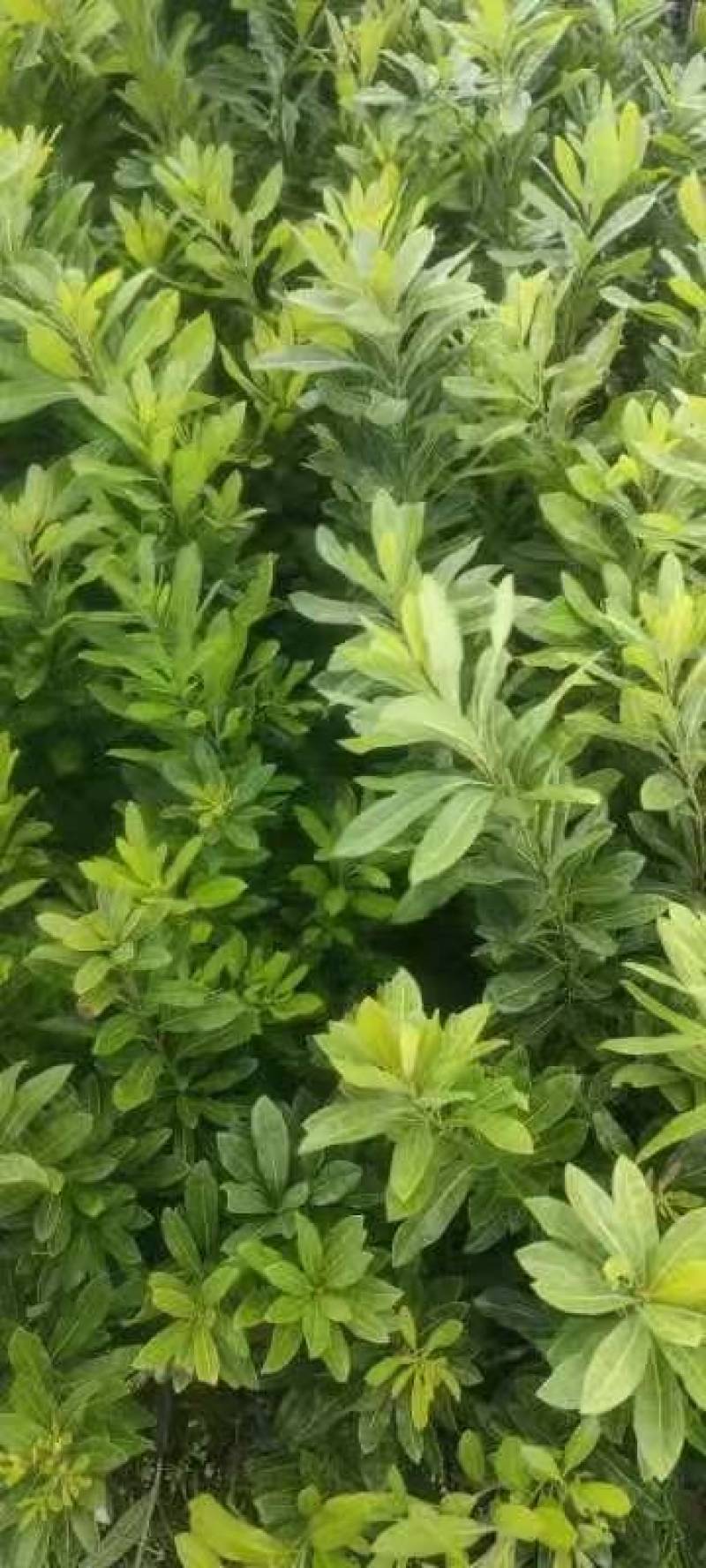 嫁接杨梅苗，量大价优，产地直发，保质保量，欢迎咨询