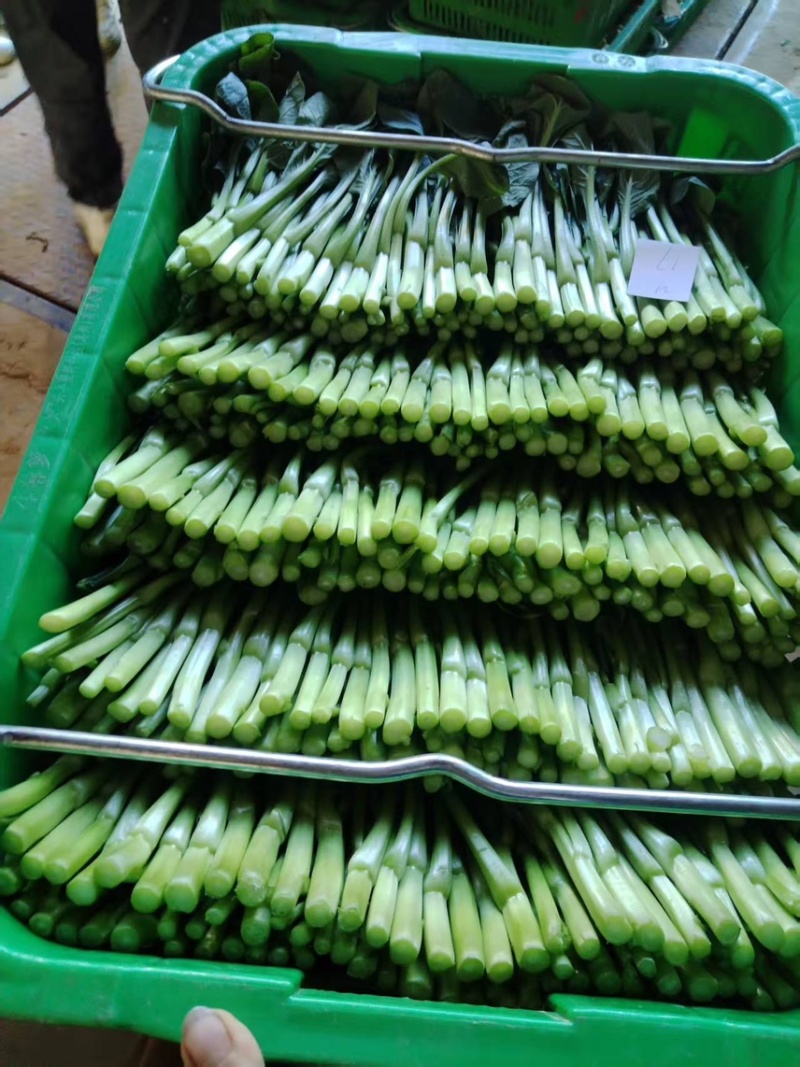 广东发往各地甜菜心