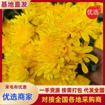 江苏鲜白菊，黄菊，基地一手货源现采直发欢迎咨询！