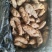 新鲜天麻菜麻杂交天麻红麻大号中号小号每天新鲜到