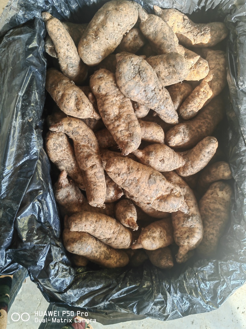 新鲜天麻菜麻杂交天麻红麻大号中号小号每天新鲜到