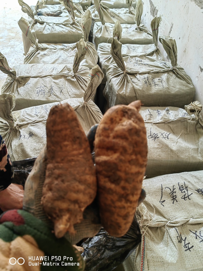 新鲜天麻菜麻杂交天麻红麻大号中号小号每天新鲜到