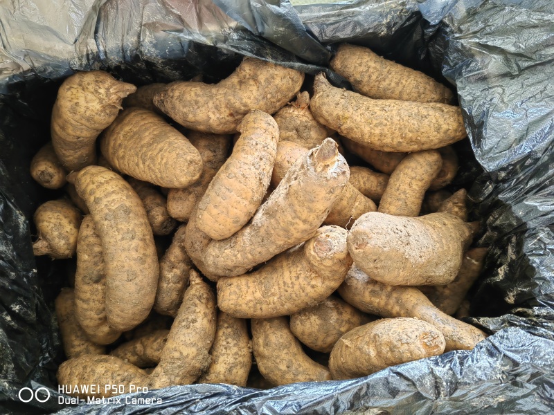新鲜天麻菜麻杂交天麻红麻大号中号小号每天新鲜到