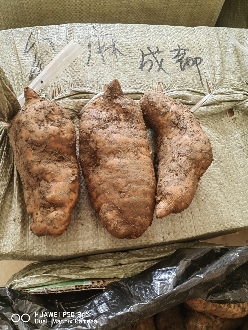 新鲜天麻菜麻杂交天麻红麻大号中号小号每天新鲜到