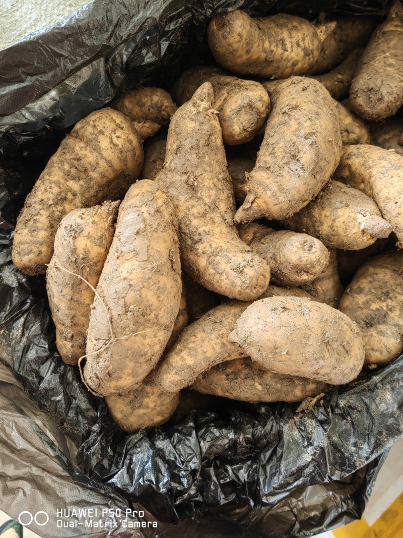 新鲜天麻菜麻杂交天麻红麻大号中号小号每天新鲜到