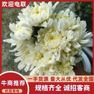 万亩鲜菊花，白菊黄菊，一件代发