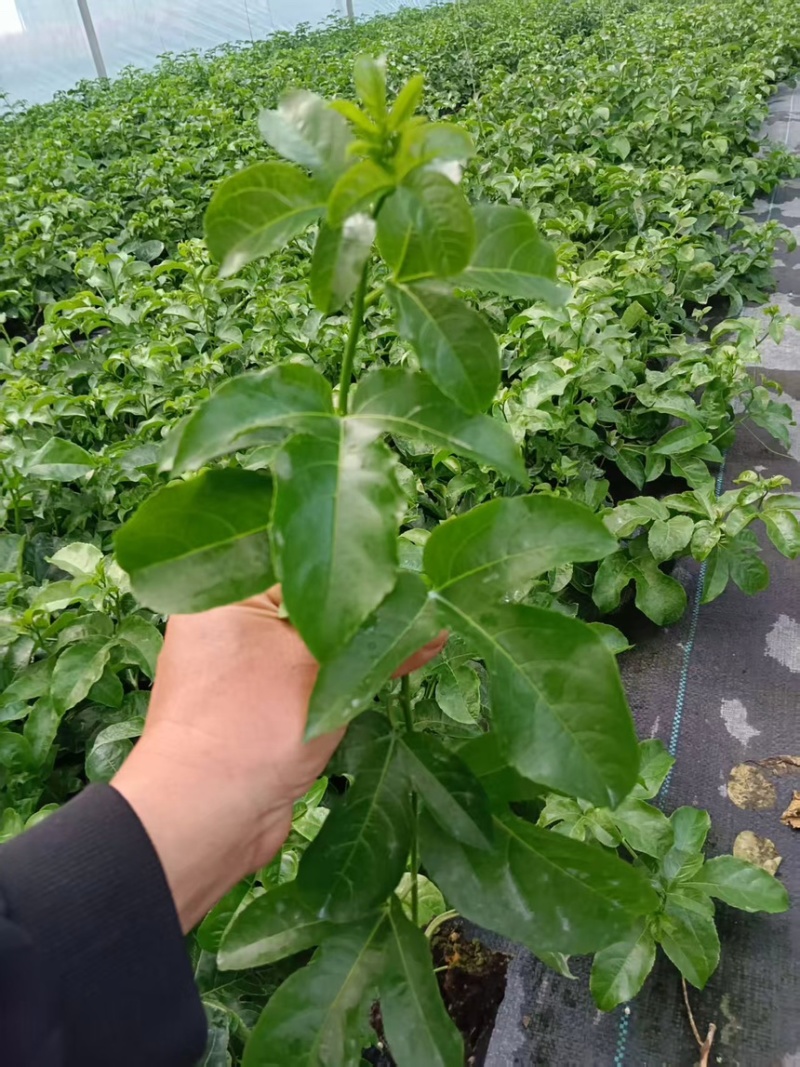 广西临桂钦密9号黄金百香果苗，一手货源，欢迎采购