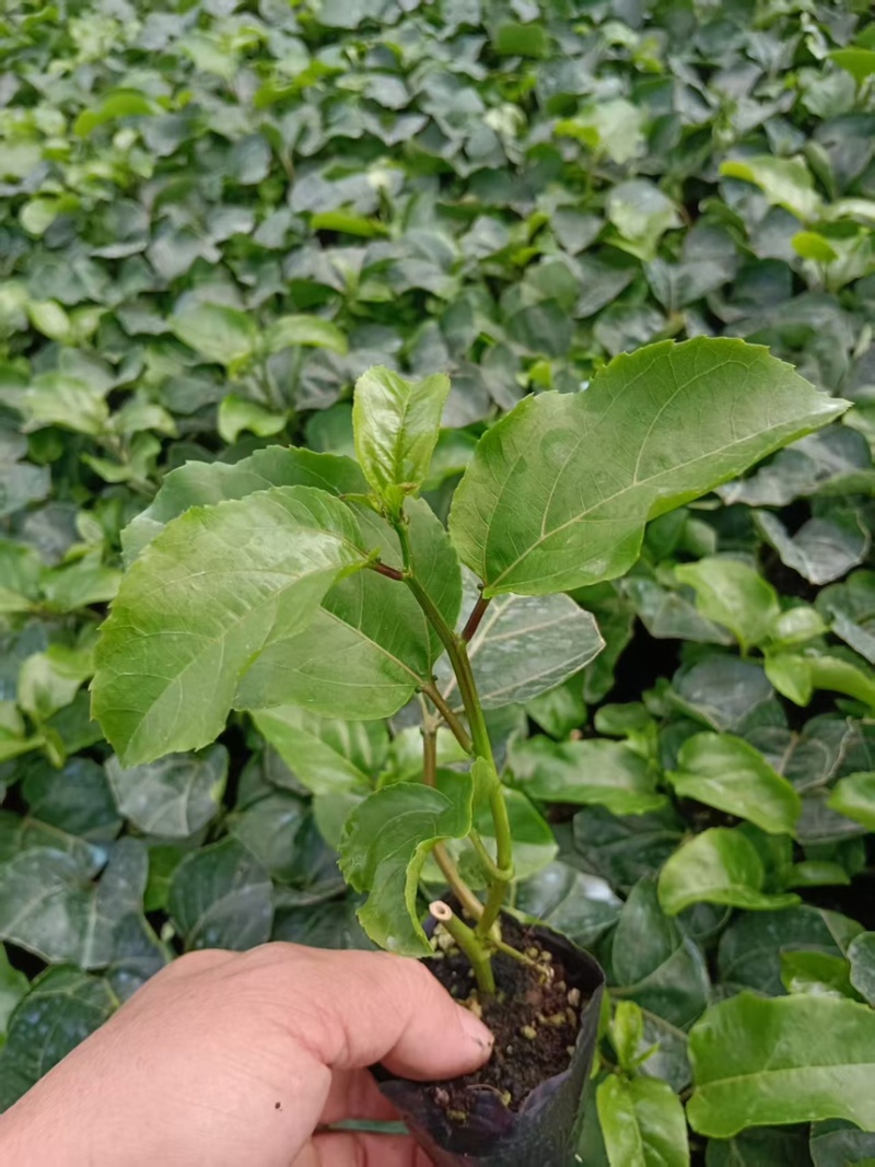 广西临桂钦密9号黄金百香果苗，一手货源，欢迎采购