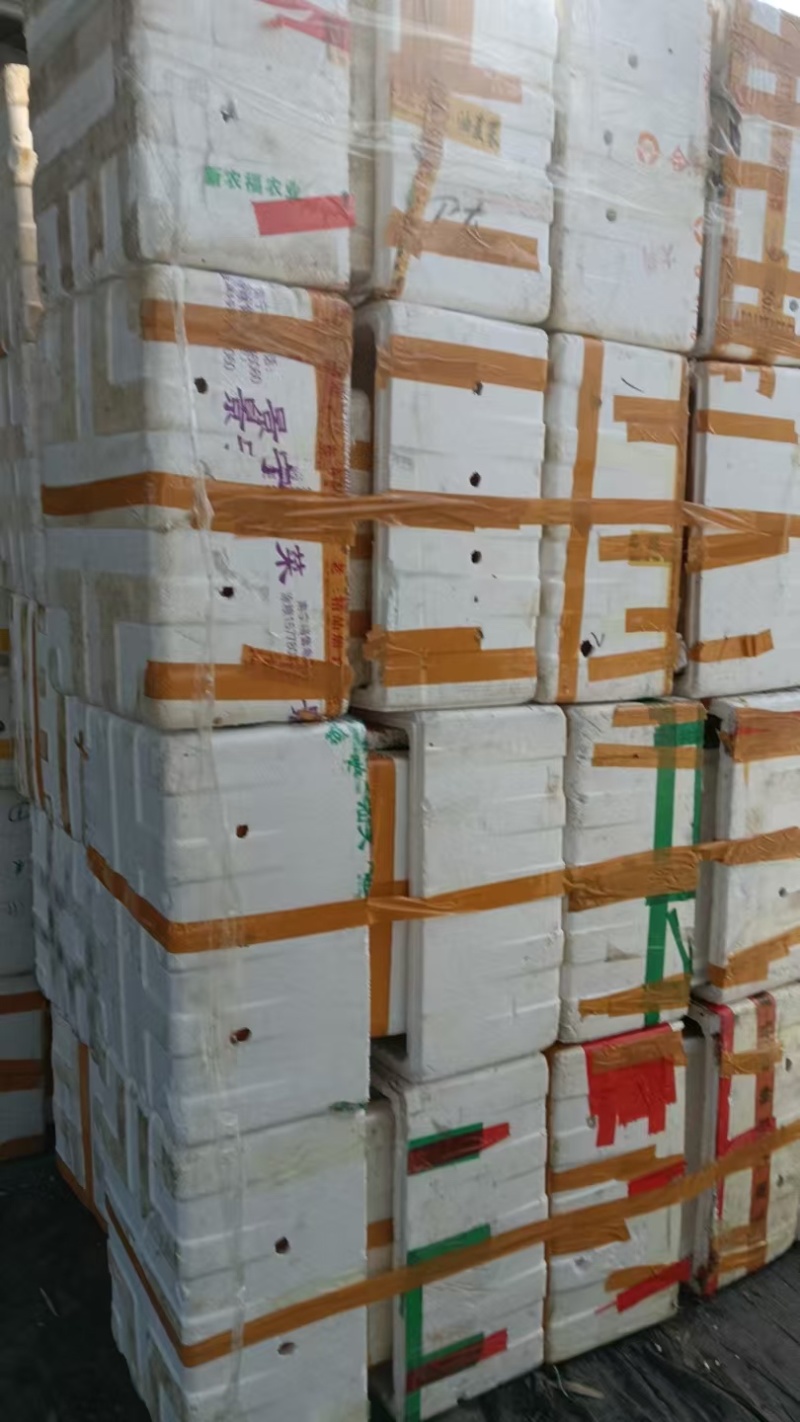 广西临桂钦密9号黄金百香果苗，一手货源，欢迎采购