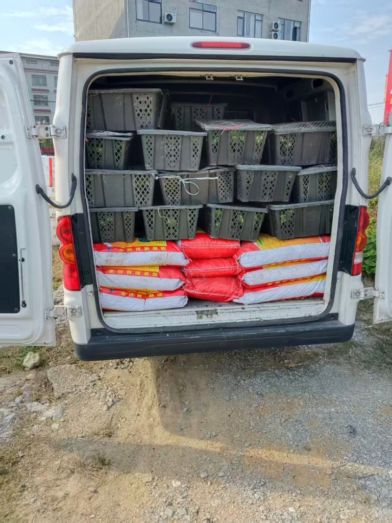 广西临桂钦密9号黄金百香果苗，一手货源，欢迎采购