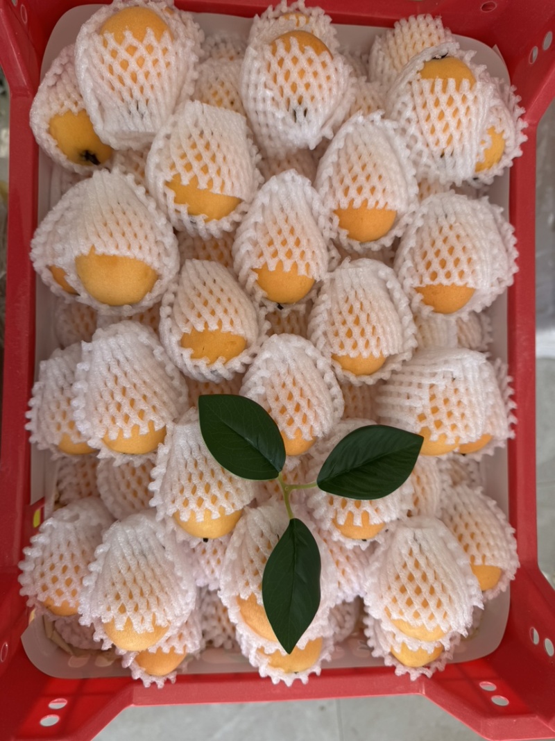 云南蒙自高山甜枇杷货源充足量大从优欢迎咨询