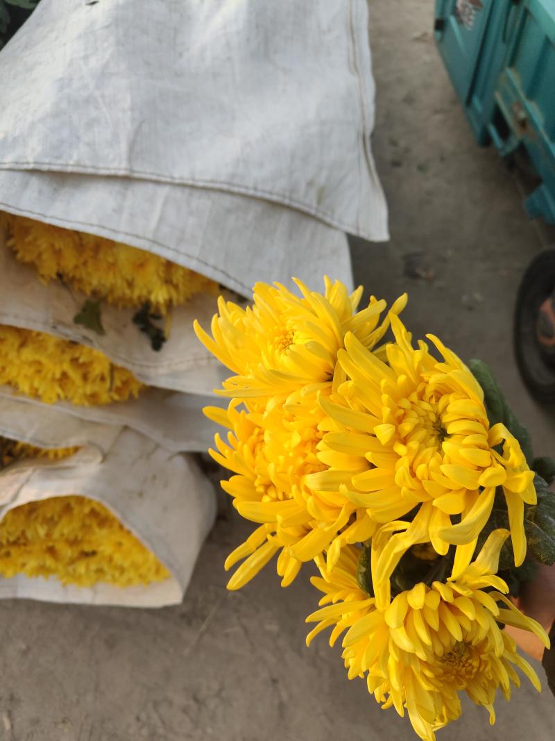 万亩鲜菊花，白菊黄菊，一件代发