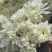 万亩鲜菊花，白菊黄菊，一件代发