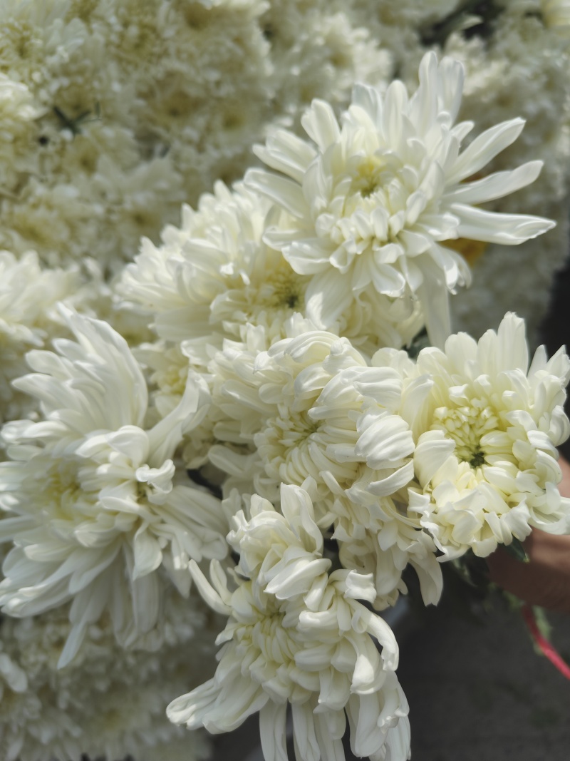 万亩鲜菊花，白菊黄菊，一件代发