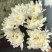 万亩鲜菊花，白菊黄菊，一件代发