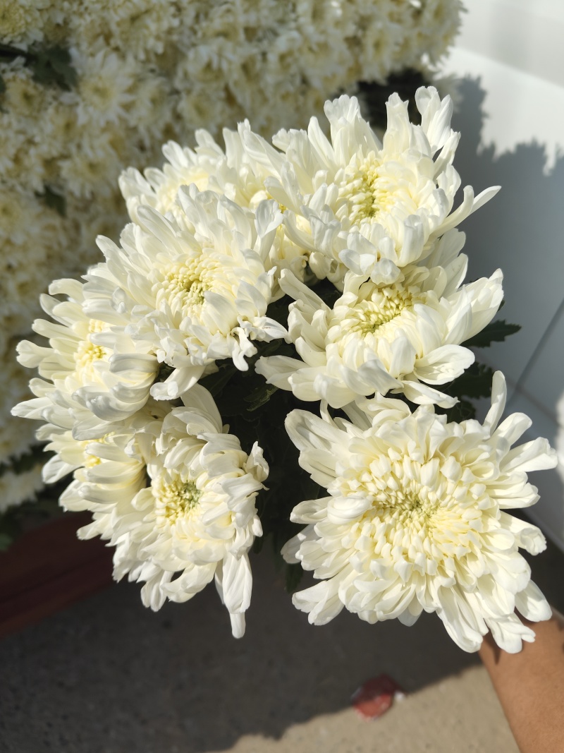 万亩鲜菊花，白菊黄菊，一件代发