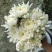 万亩鲜菊花，白菊黄菊，一件代发